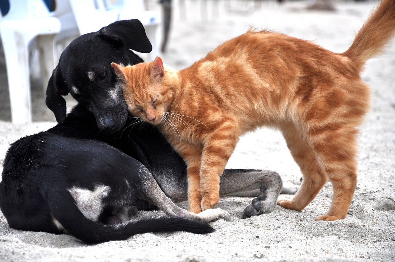 dog, cat, animals, domestic, nature, little cat, animal, tender, mascot, feline, house cat, cute, friend, pet, domestic cat, pets, relaxed cat